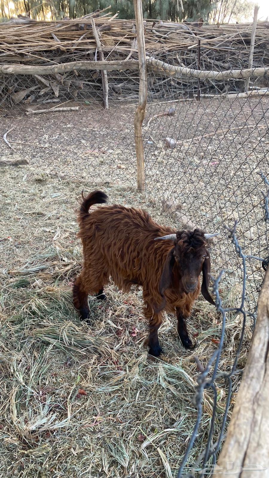 للبيع تيوس سمان و طيبات64624180809985111