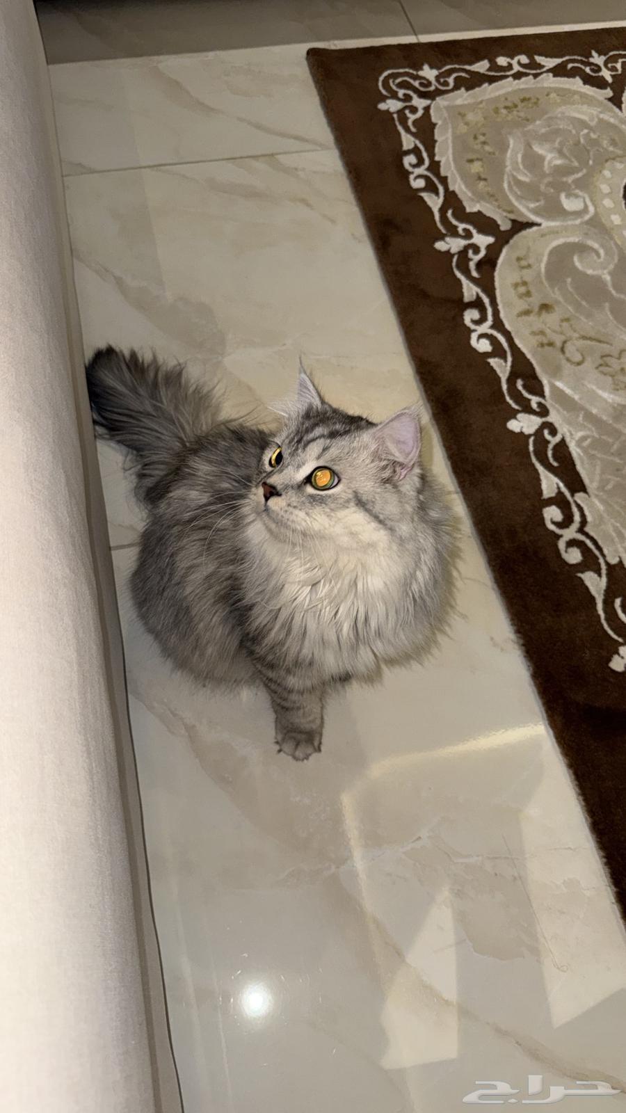 قط للبيع بكامل اغراضه64624977575683111