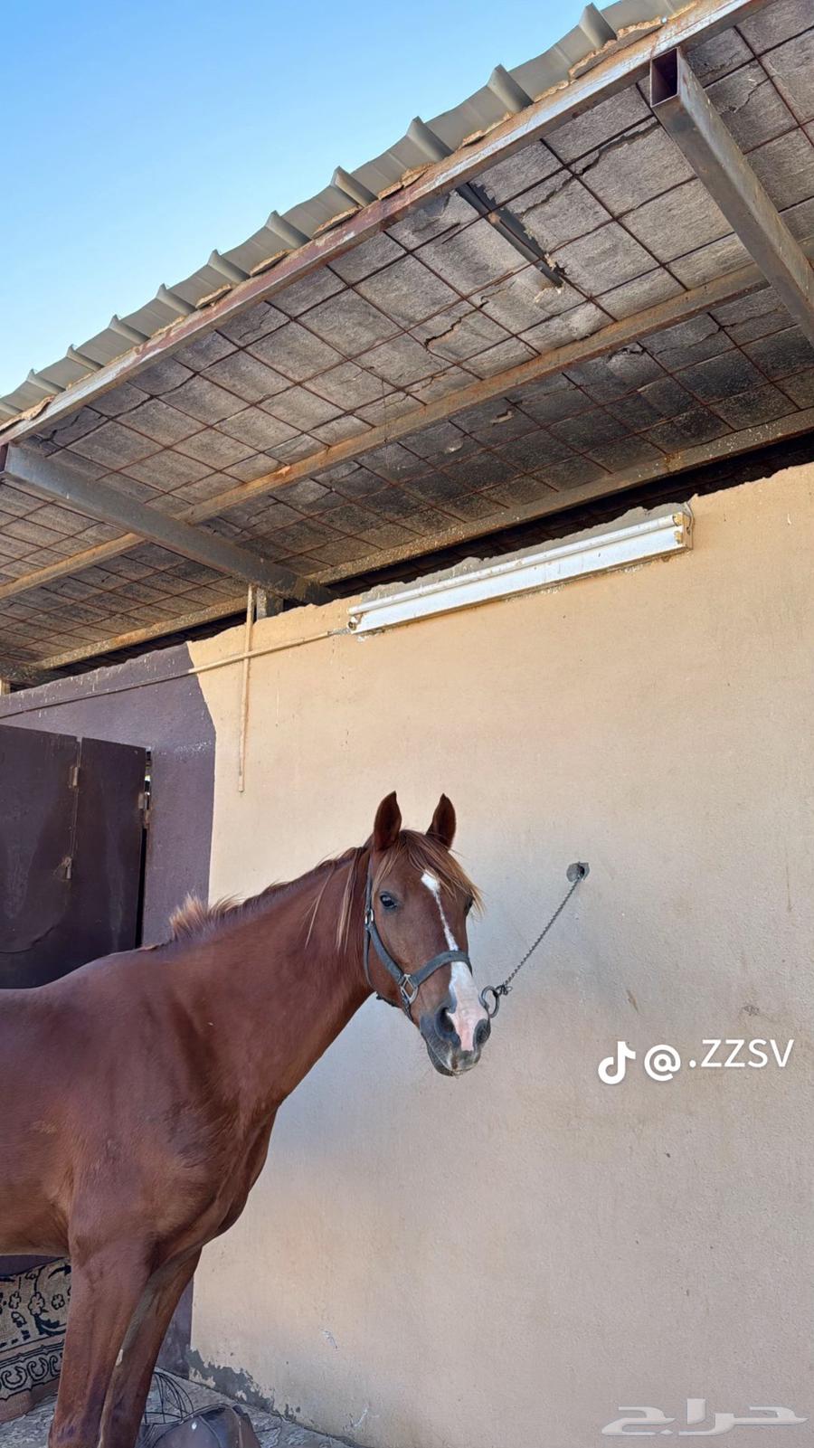 خيل للبيع64548800410626110