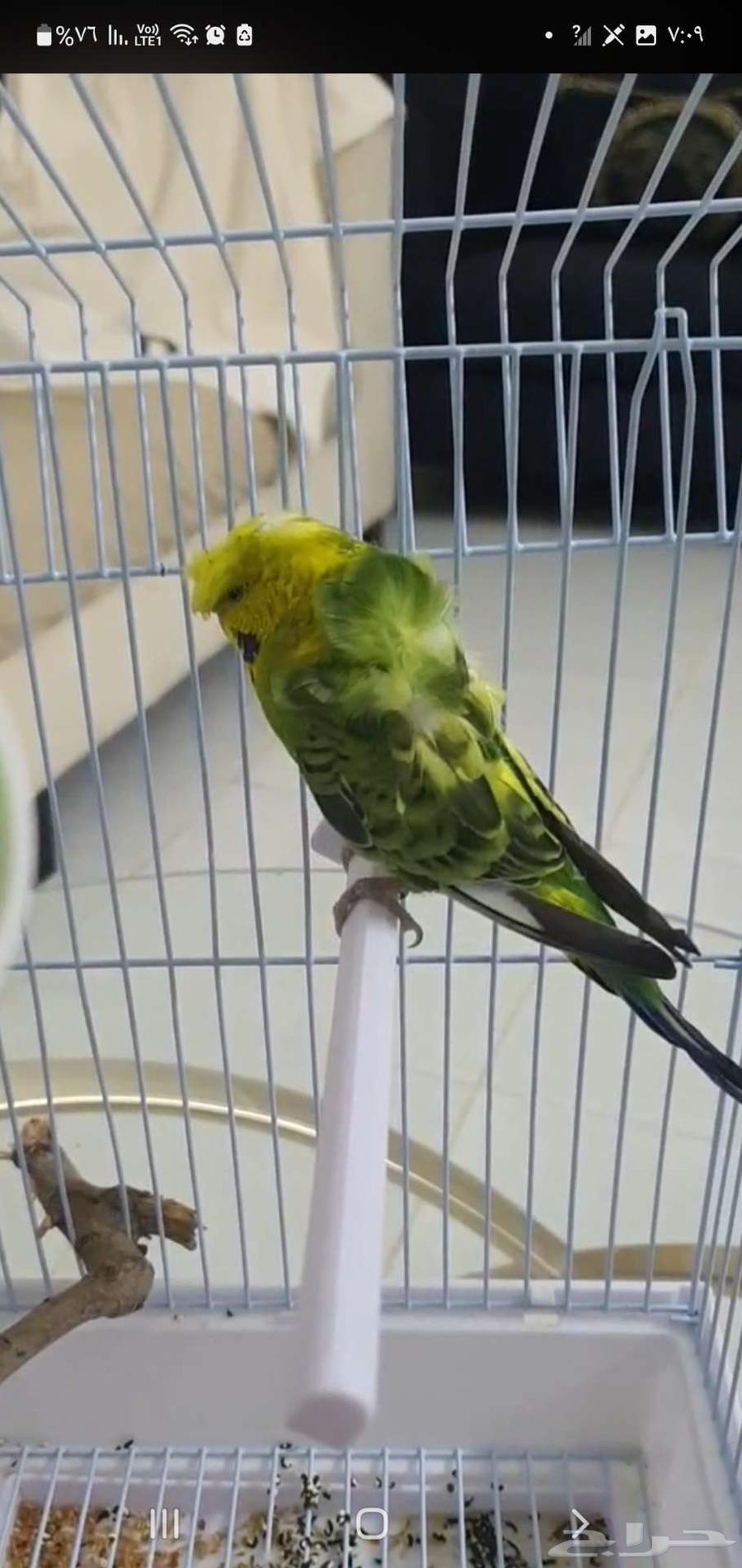 طائر بادجي هوجو مع القفص64411216238851112