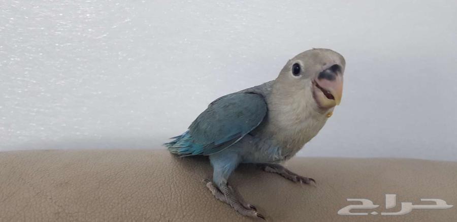 روز اليف نشبه64621629738754113