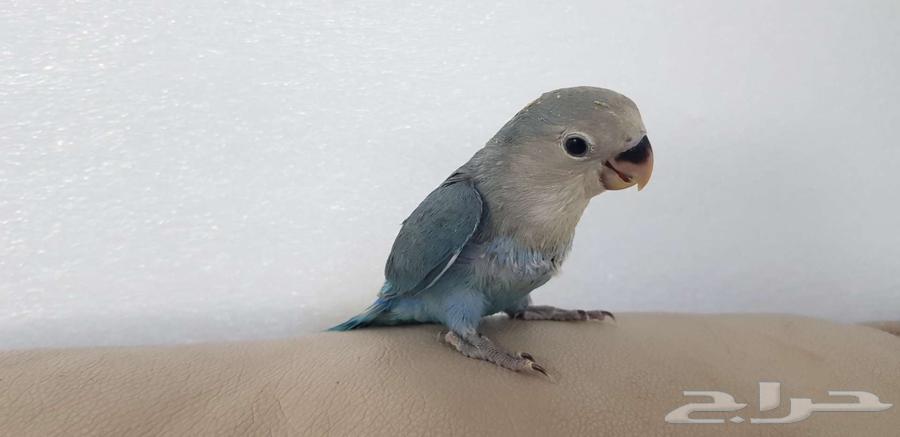 روز اليف نشبه64621629738754111