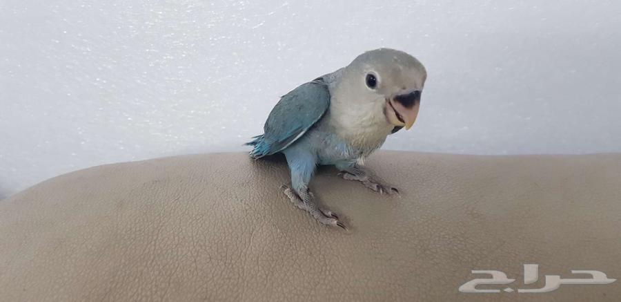 روز اليف نشبه64621629738754112