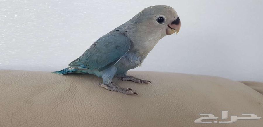 روز اليف نشبه64621629738754114