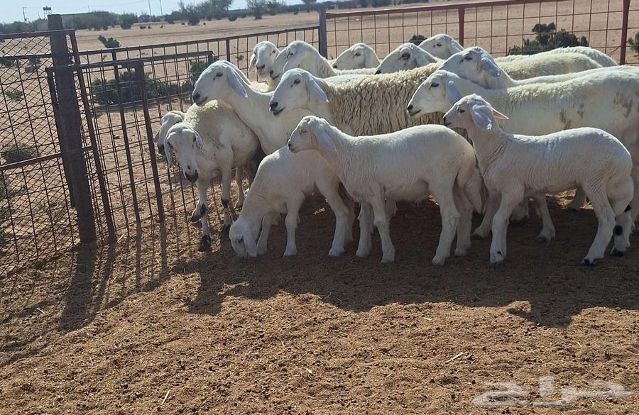 High-Quality Sheep for Sale: Healthy, Young, Number 12, with 4 Lambs64618890333186111