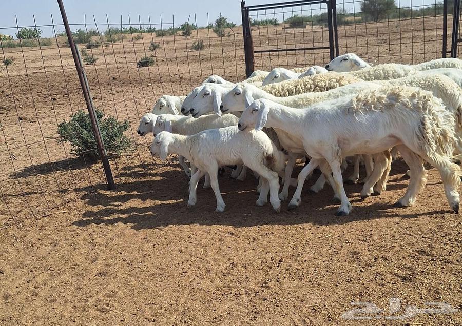 High-Quality Sheep for Sale: Healthy, Young, Number 12, with 4 Lambs64618890333186114