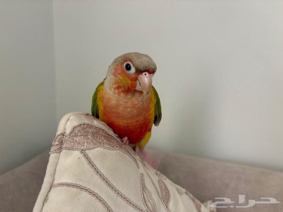 ببغاء كنيور أنناس أليف64619217181057114
