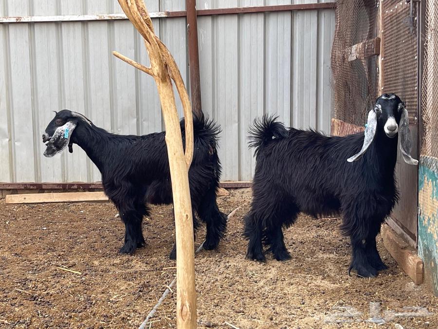 Jafar Dhbayih64619817196929111