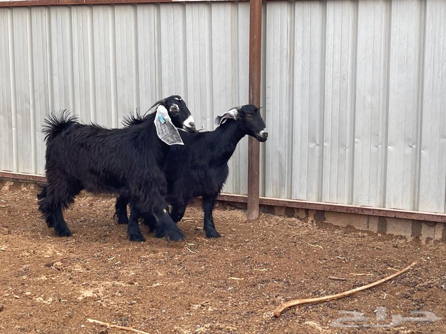 Jafar Dhbayih64619817196929110