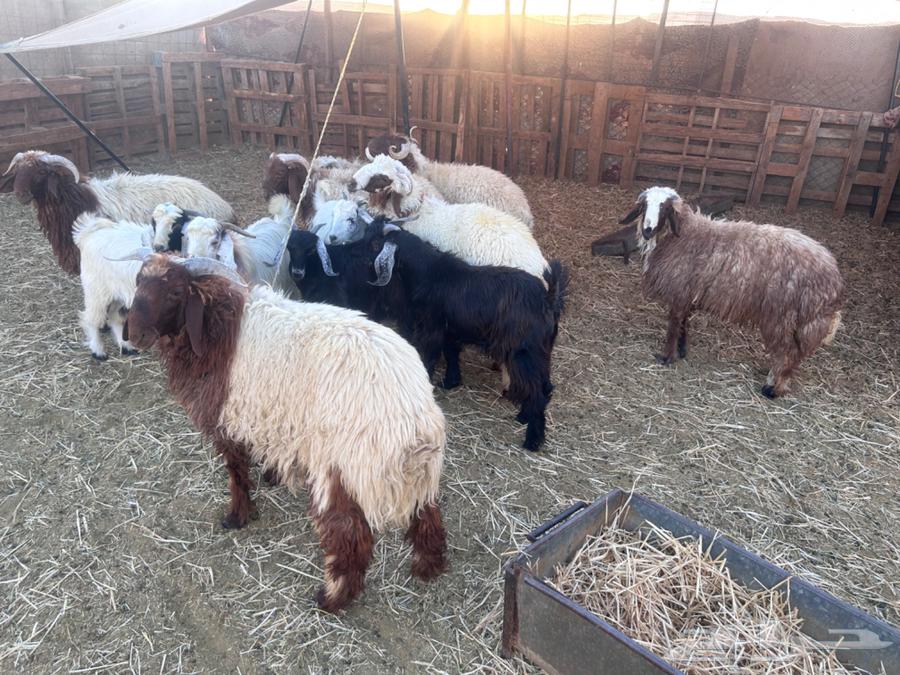 خرفان جذعان بريات64622413235201110