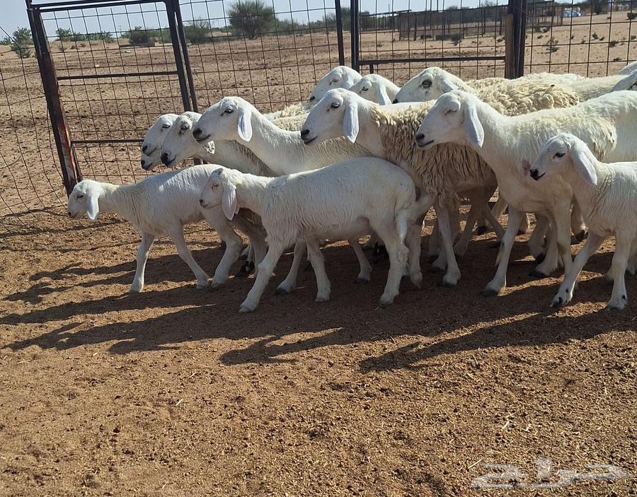 High-Quality Sheep for Sale: Healthy, Young, Number 12, with 4 Lambs64618890333186112