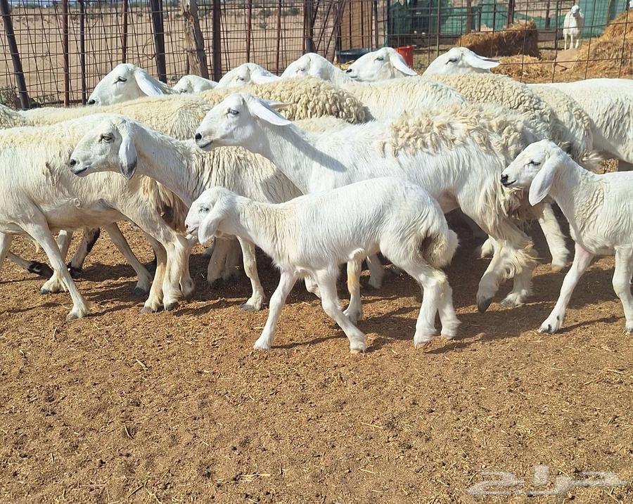 High-Quality Sheep for Sale: Healthy, Young, Number 12, with 4 Lambs64618890333186113