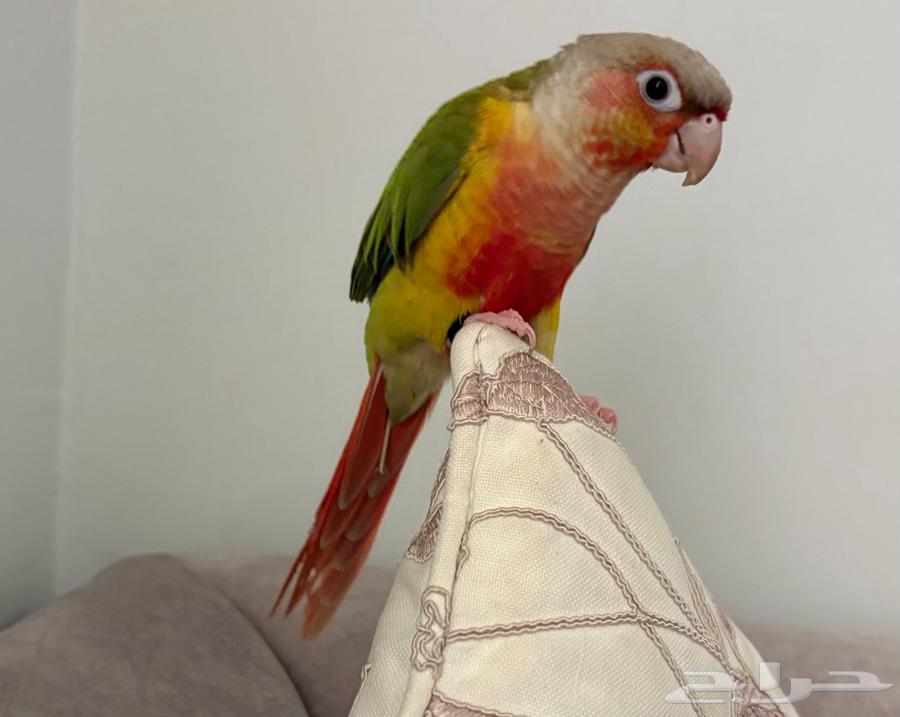 ببغاء كنيور أنناس أليف64619217181057112