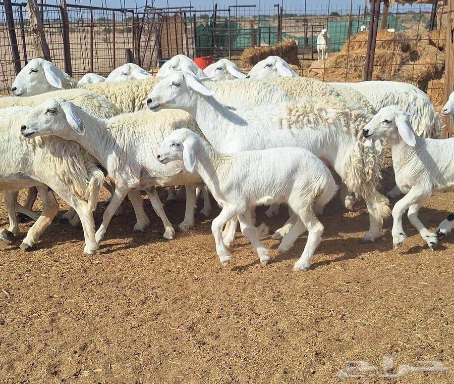 High-Quality Sheep for Sale: Healthy, Young, Number 12, with 4 Lambs64618890333186110