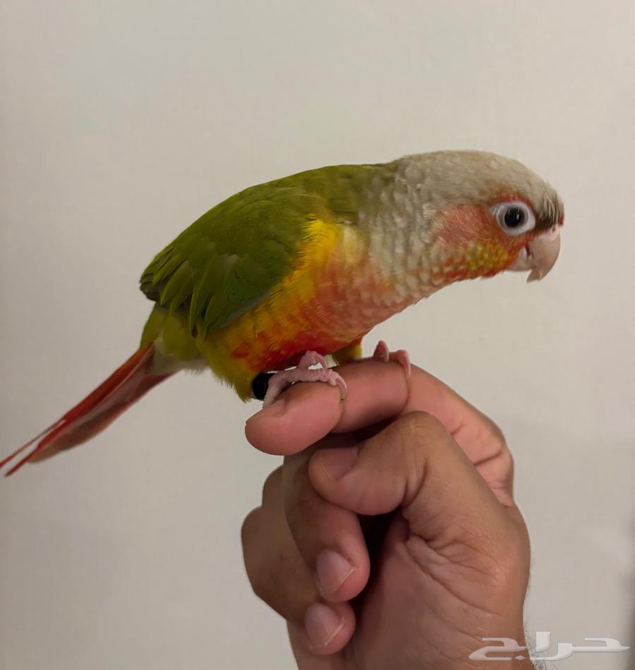 ببغاء كنيور أنناس أليف64619217181057110