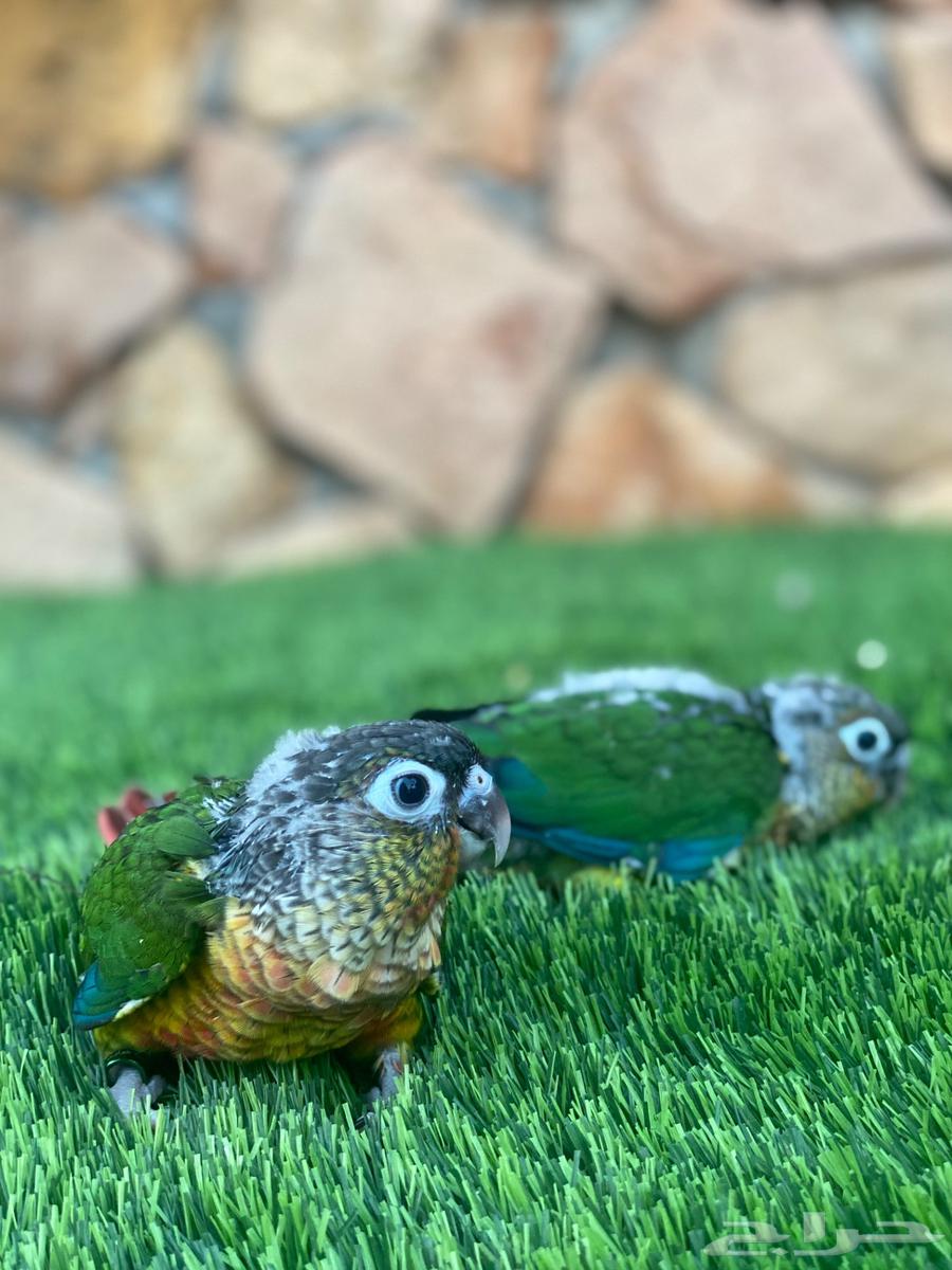 فروخ كنيور للبيع ( تم البيع )64540794281602110