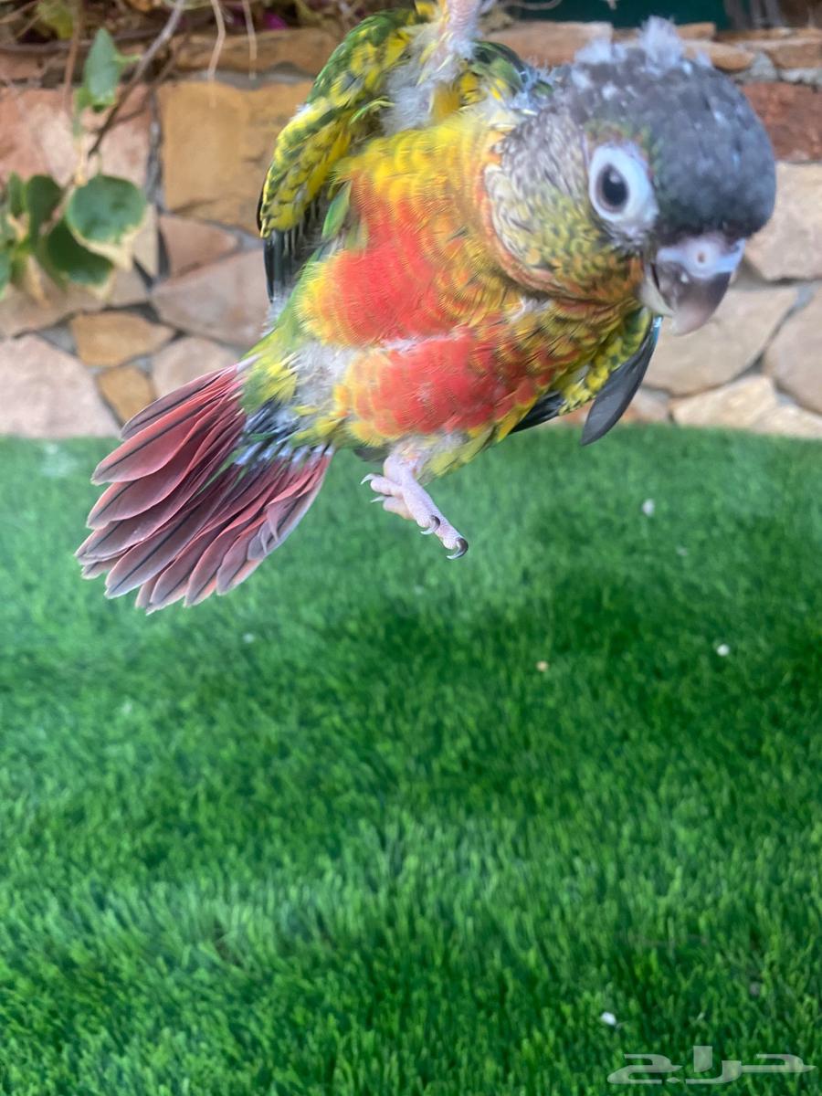 فروخ كنيور للبيع ( تم البيع )64540794281602111