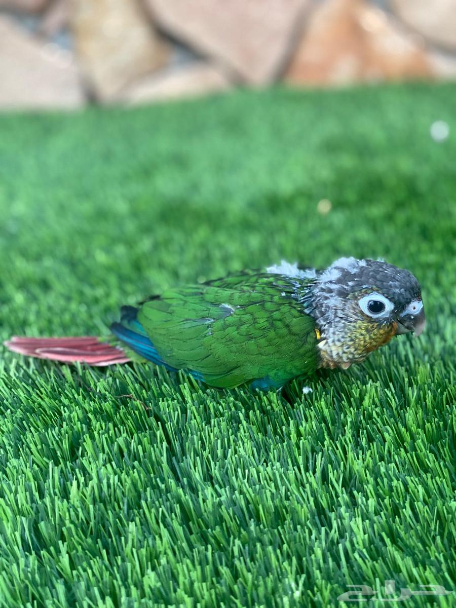 فروخ كنيور للبيع ( تم البيع )64540794281602112