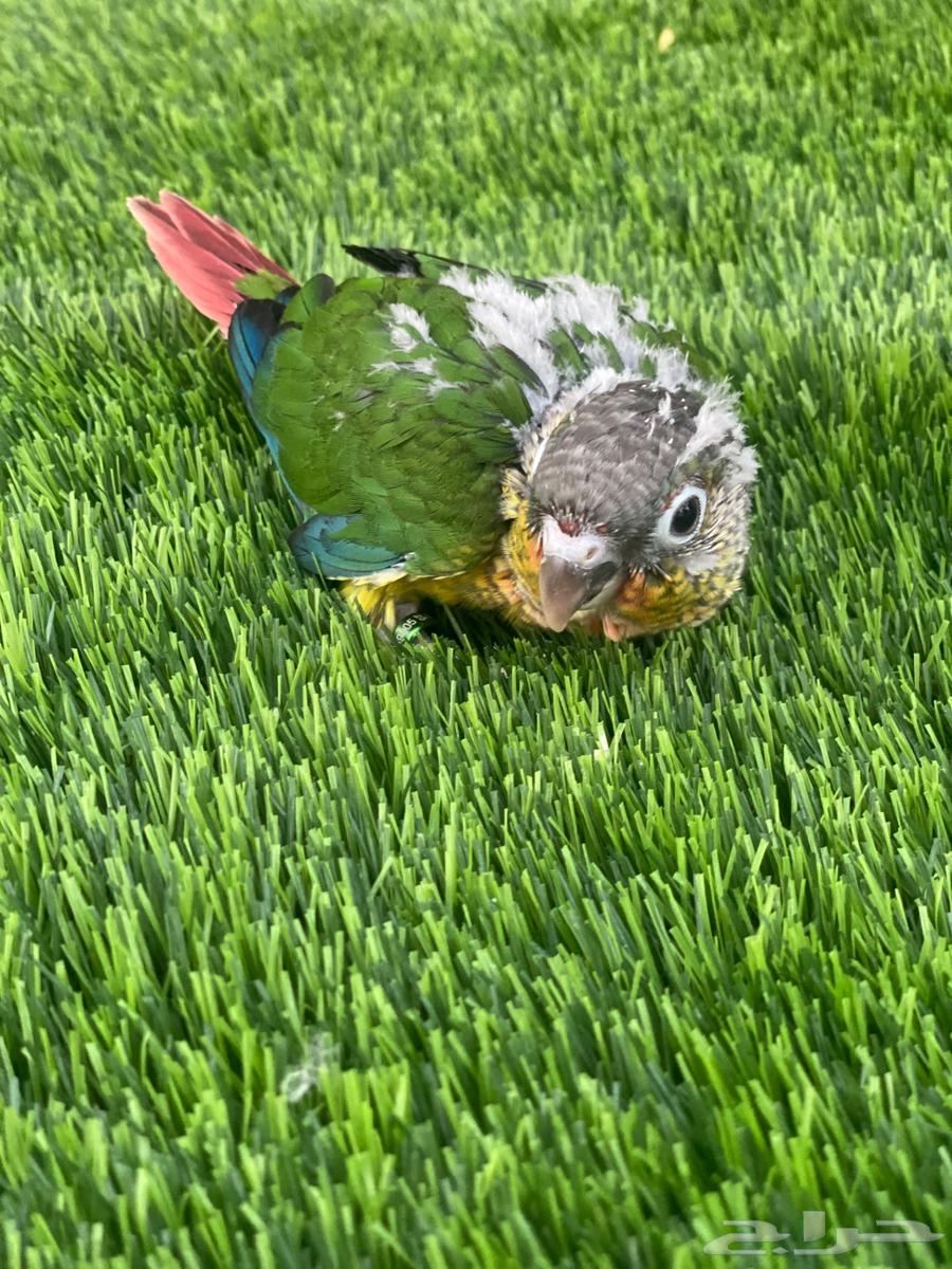 فروخ كنيور للبيع ( تم البيع )64540794281602114