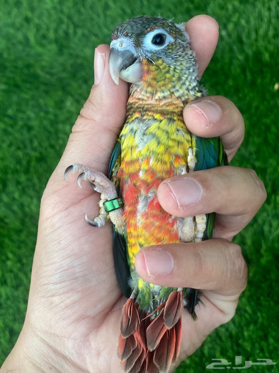 فروخ كنيور للبيع ( تم البيع )64540794281602113