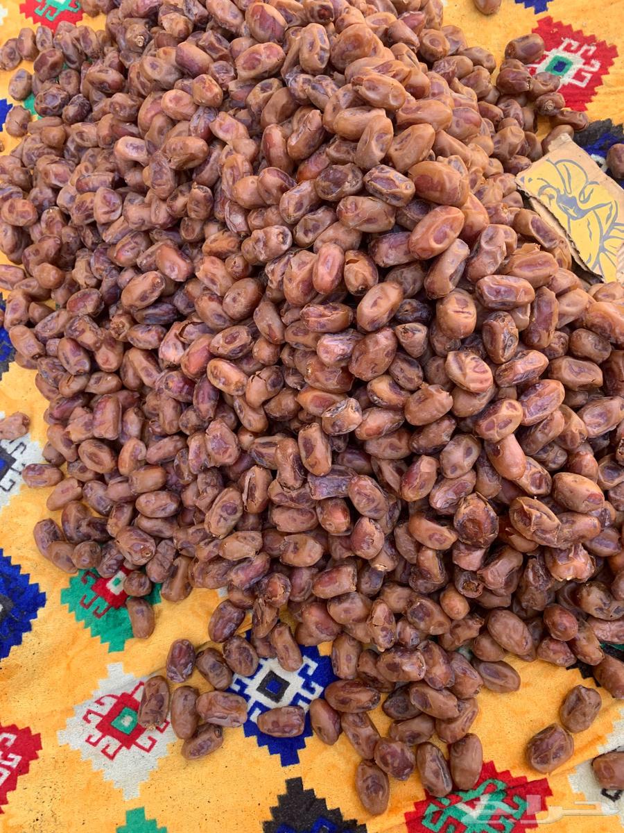 تمر خلاص الاحساء جديد 1447 حبة كبير وسط64621530175234112