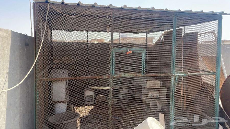 يوجد قفص دجاج ( انسام ب 550 ) الحجم 4 في 4 الاحساء64623430089217110