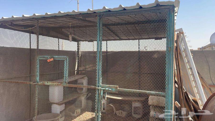 يوجد قفص دجاج ( انسام ب 550 ) الحجم 4 في 4 الاحساء64623430089217111