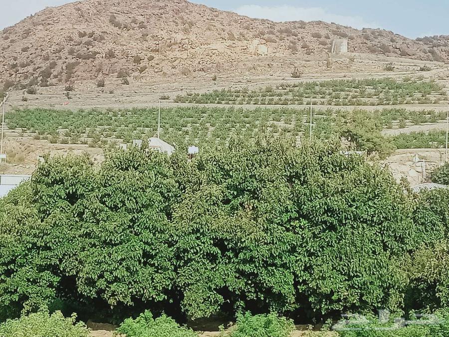 ورد طائفي ملكي64583237080451114