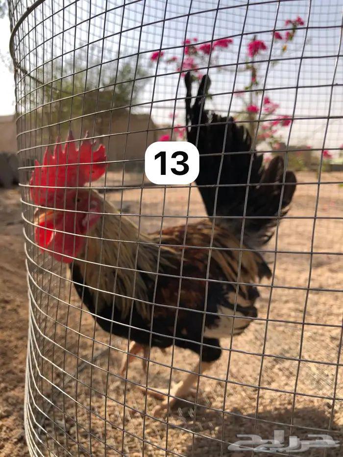 Dek Dandraoui64582471116547110