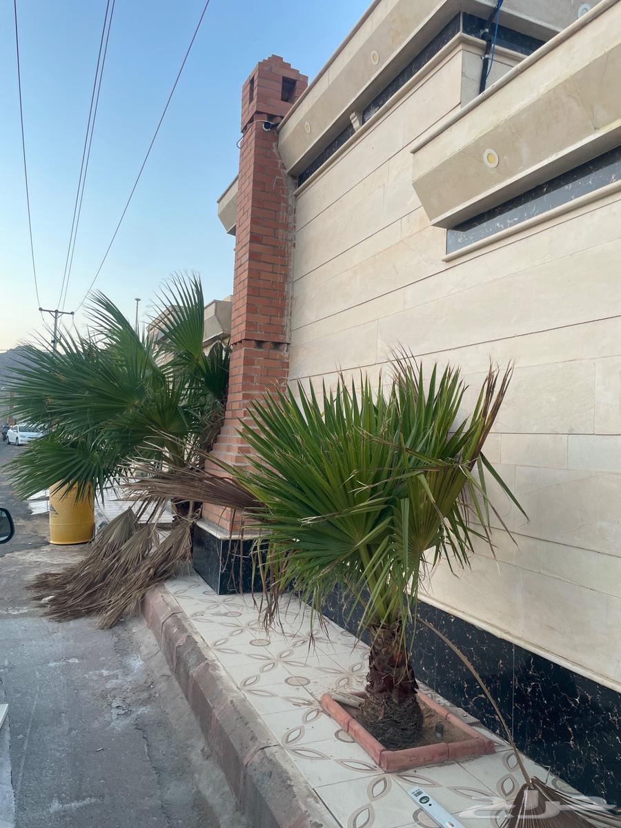 نخل امريكي للبيع64543690739971110