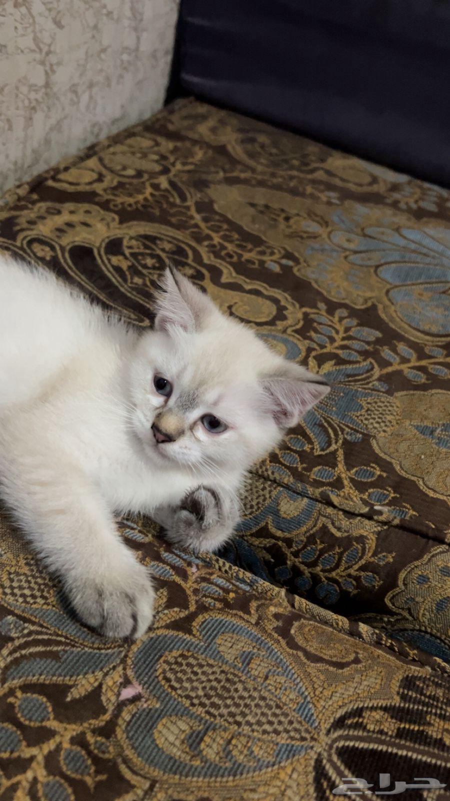 للبيع كتن انثى هجين برتش64646227574914111