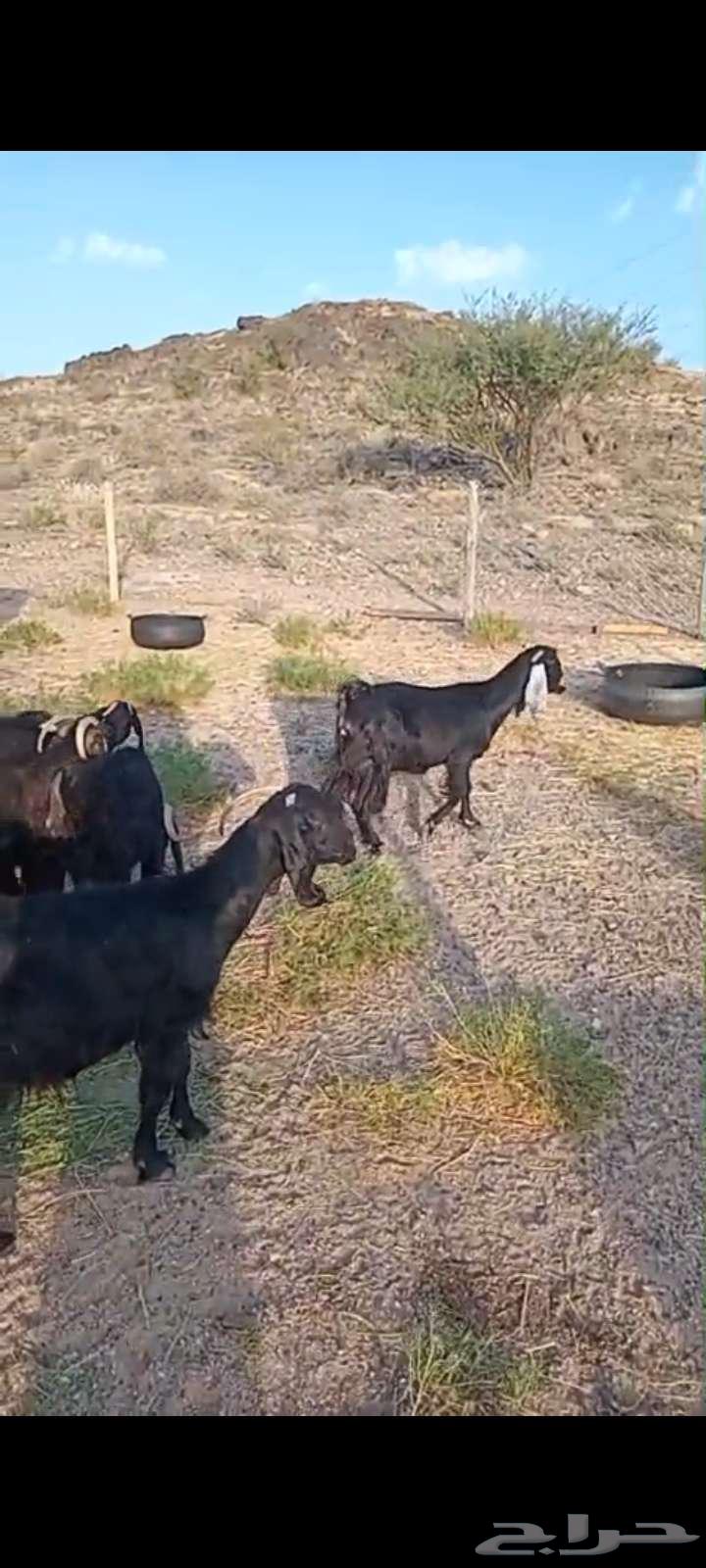 Mazaa with defects and delivery within 430 SAR – Sold64648537688833112