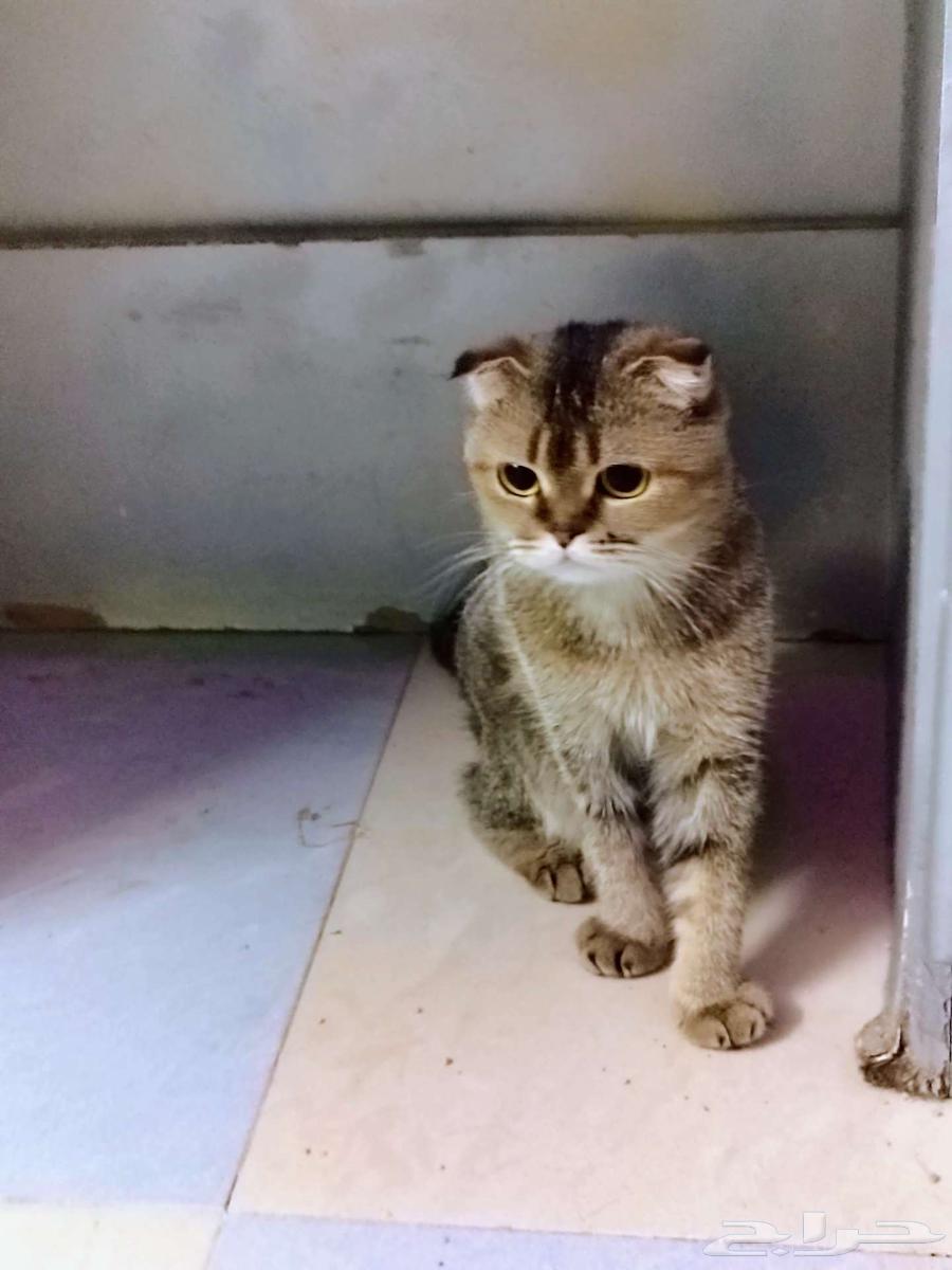 سكوتش إناث للبيع64660437683329112