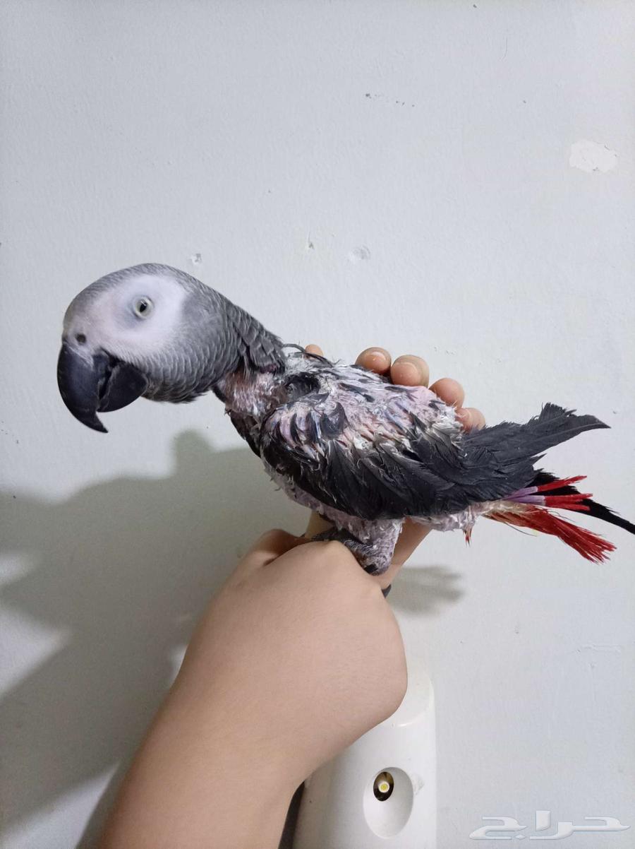 Female Cassowary, Certified Analyst, Available for Sale or Exchange on Amazon64652427963393111