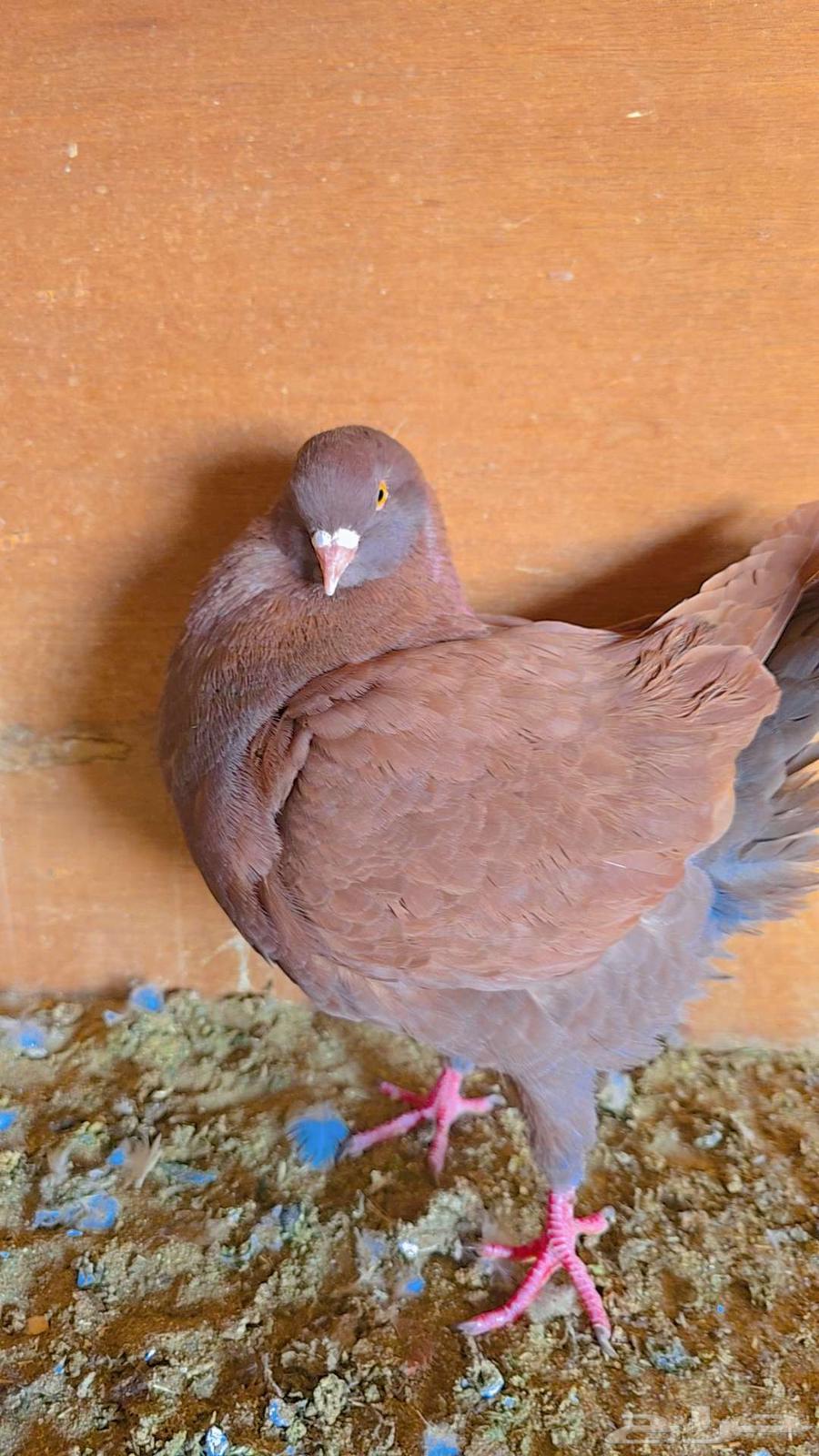 Modina 8 Pieces with Beautiful Shapes and Colors64548800449283113