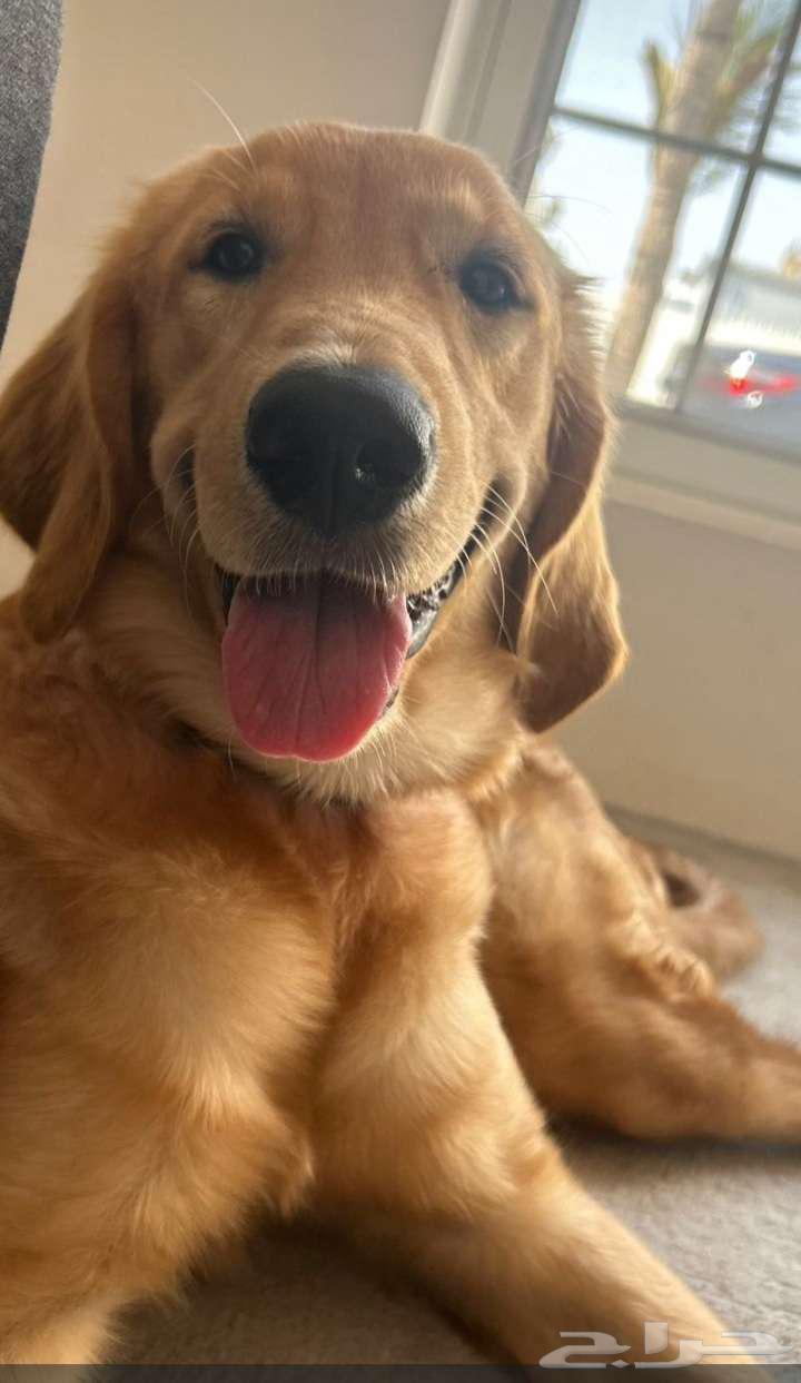 بيور جولدن رتريفر64662283959938110