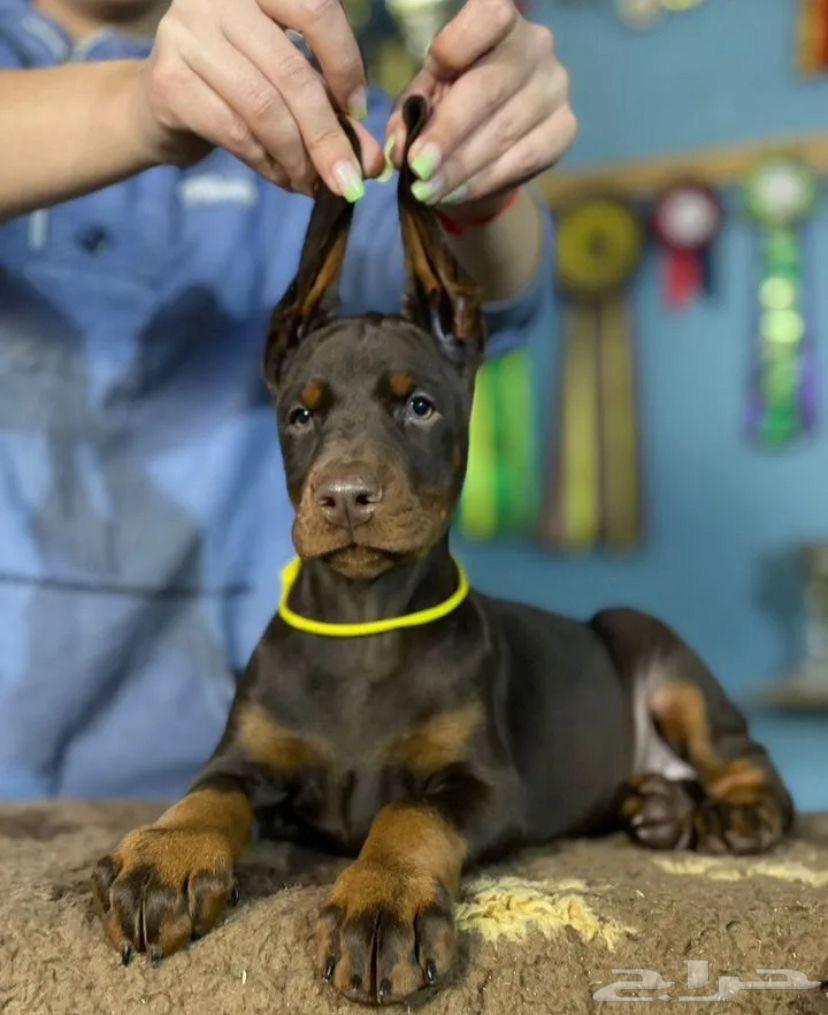 جراء دوبرمان للبيع من مزارع متخصصه في روسيا64662598694529111