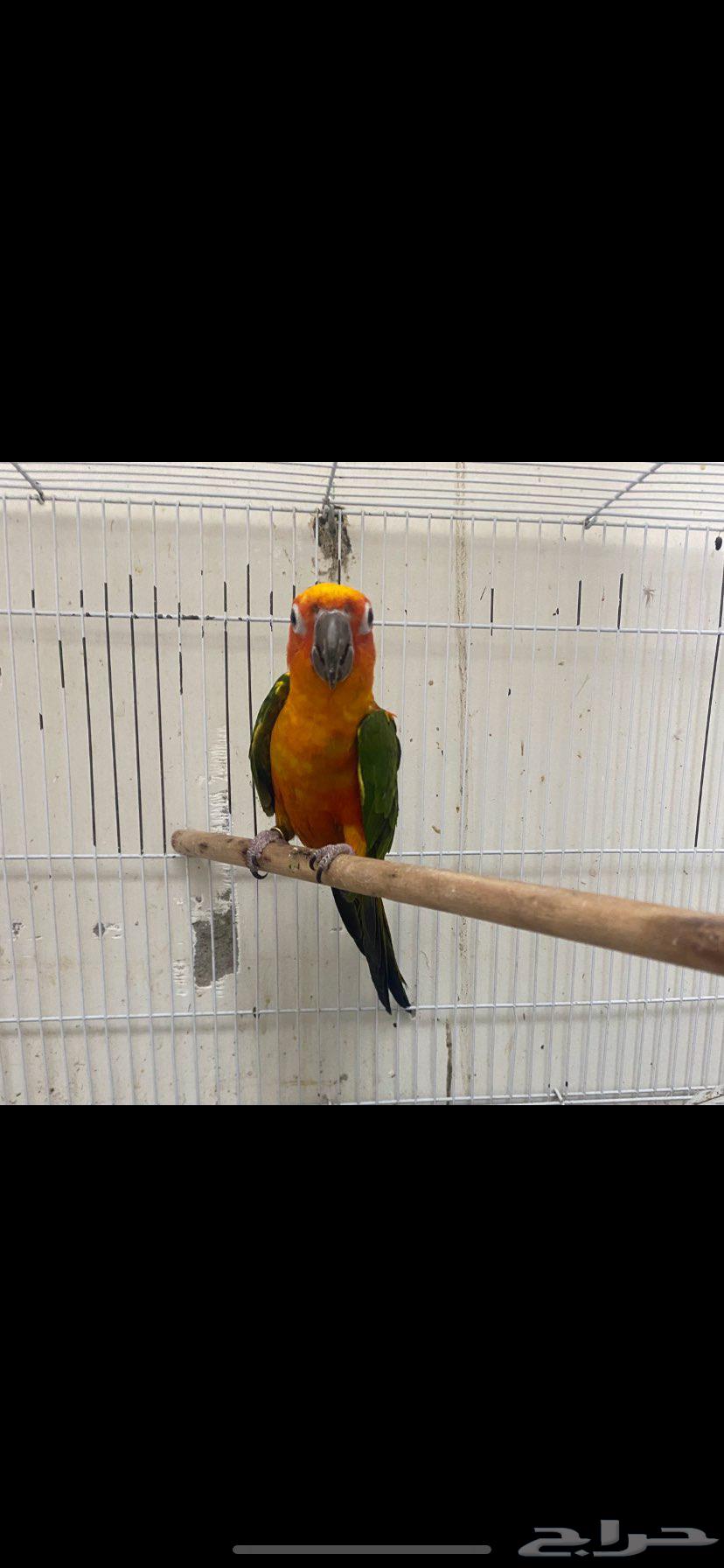 ذكر صن كنيور جنداي64663374234883110