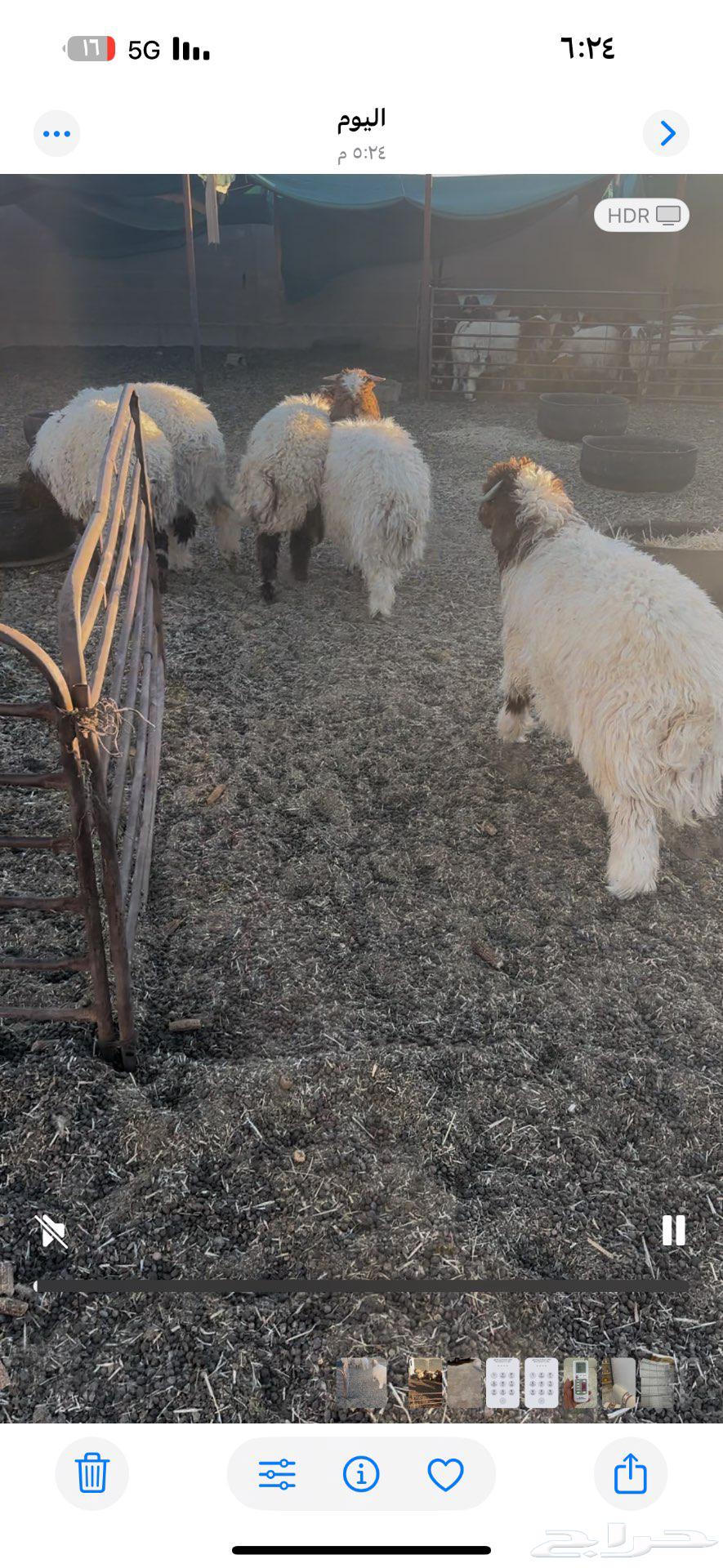 هرافي للبيع64663386749314110