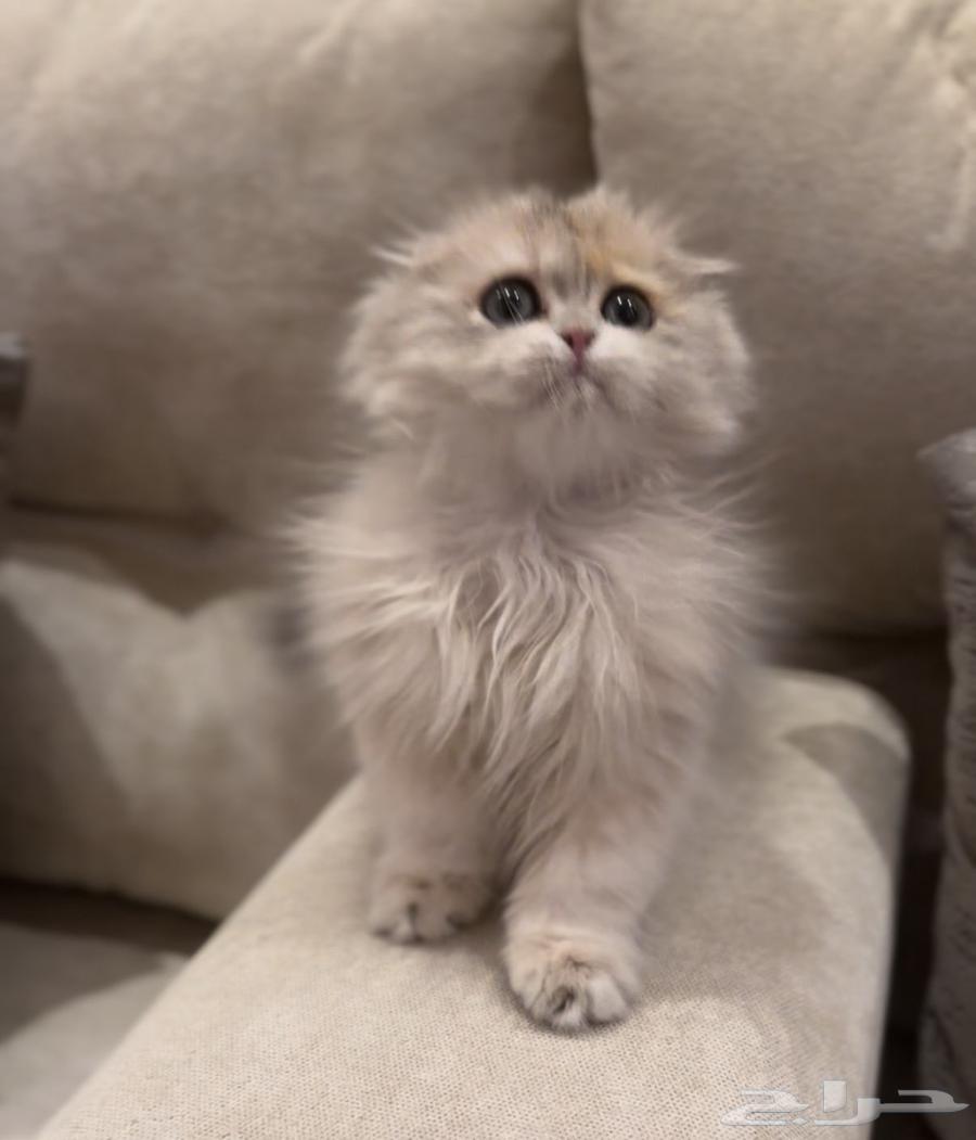 ذكر سكوتش تربل فولد مستوى بطل جدا ay1264657770826242111