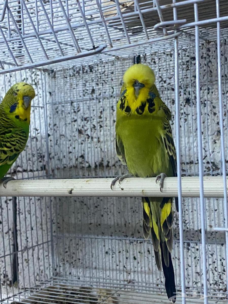 بادجي انقليزي64658179084419112