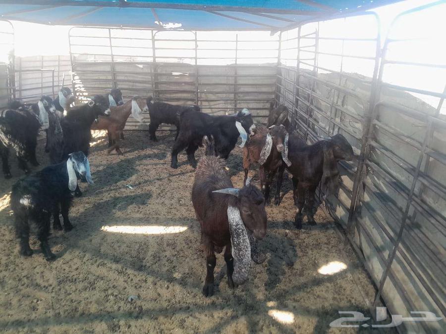 تيوس للبيع64658325979266112