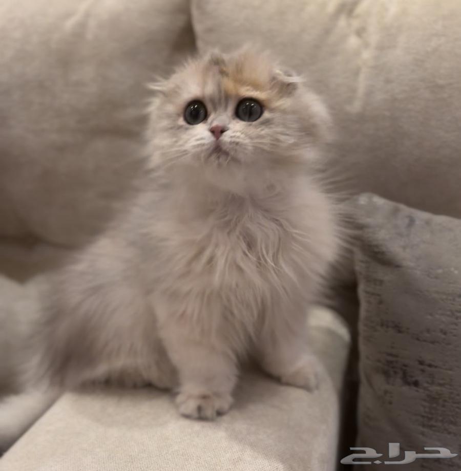 ذكر سكوتش تربل فولد مستوى بطل جدا ay1264657770826242110