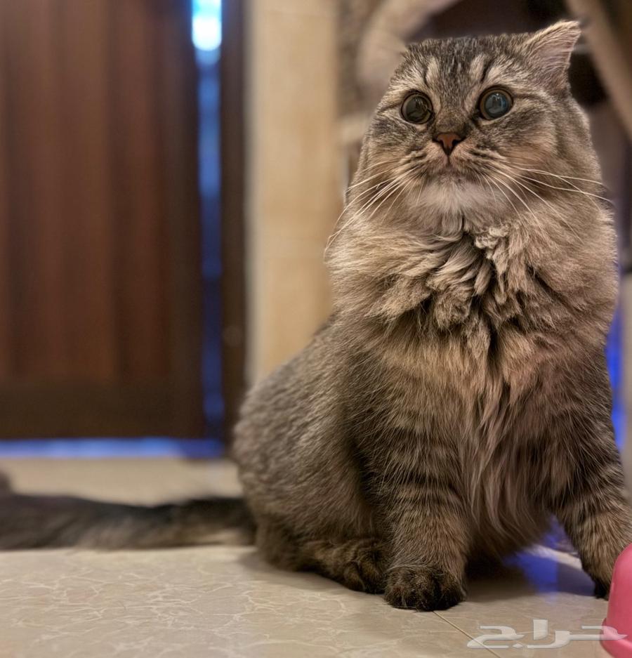 قطط سكوتش فولد مع كامل الأغراض للبيع64658572797186111