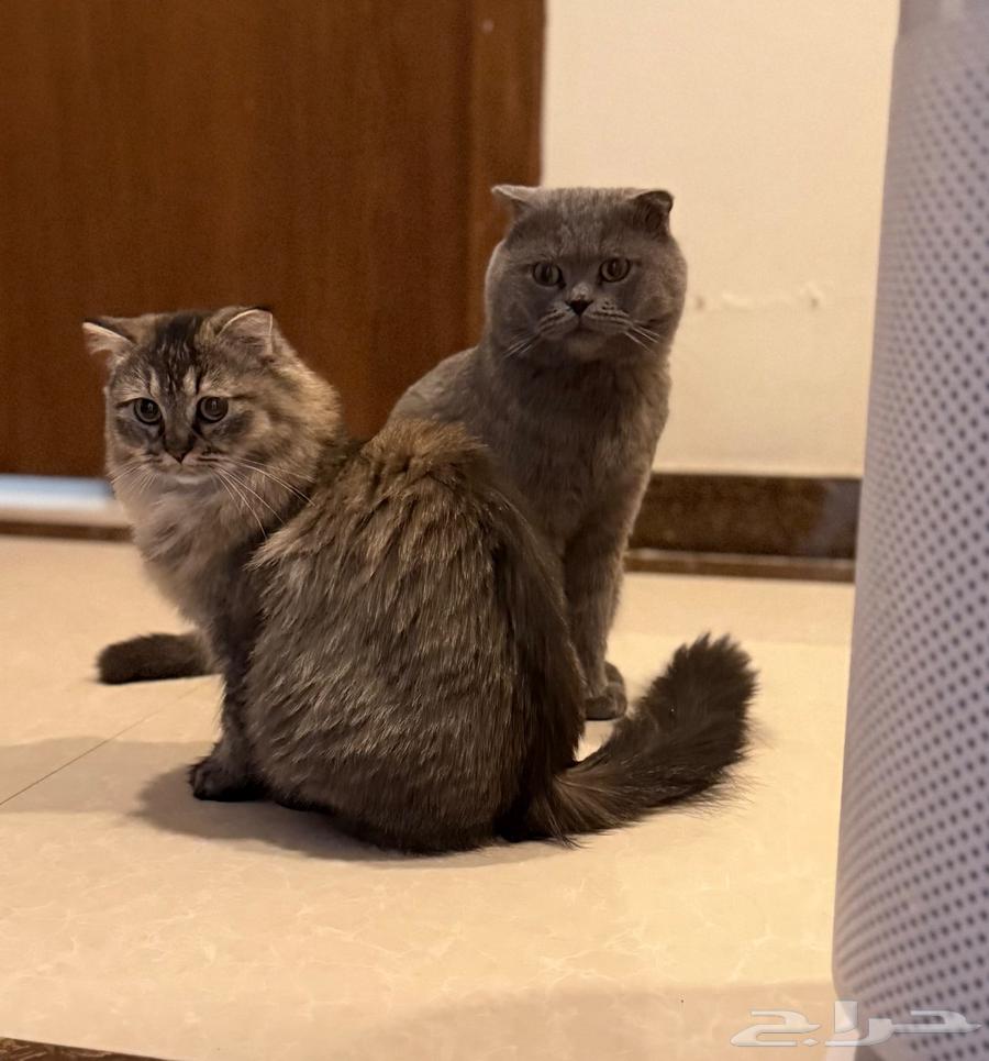 قطط سكوتش فولد مع كامل الأغراض للبيع64658572797186110