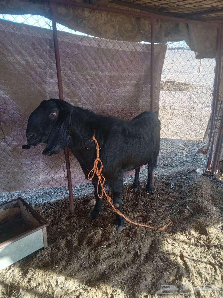 Tayis Fahal Ajm64667957944322110