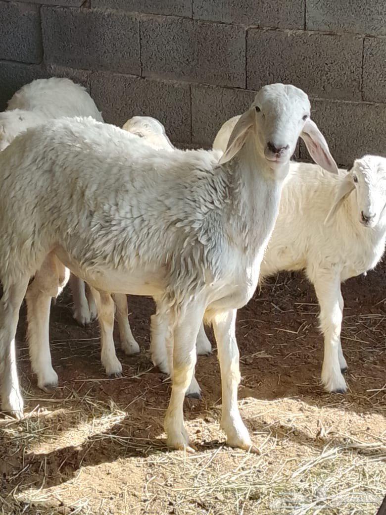 طليان حري العدد 264675205549058110