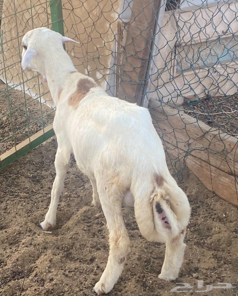 طليان للبيع الحد 950 ريال64676782631553112