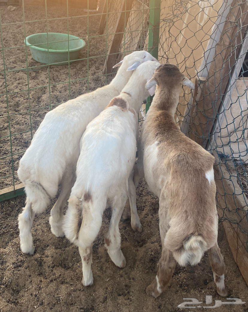 طليان للبيع الحد 950 ريال64676782631553110