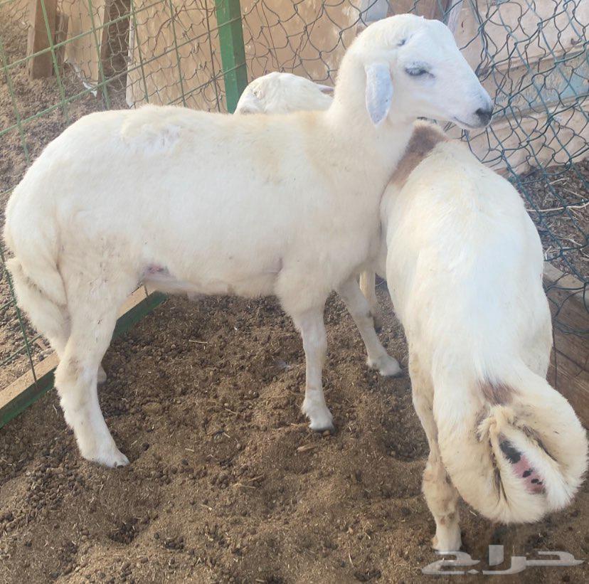 طليان للبيع الحد 950 ريال64676782631553113